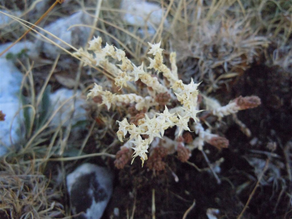 Sedum acre / Borracina acre